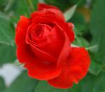 La rosa de San Jordi y la flor de Loto 