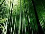 qi gong meditación: la postura 