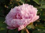 El Qi Gong de la Flor 