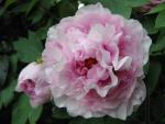 la flor 