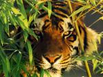 el tigre en el qi gong 